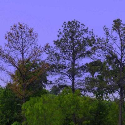 星空app官方版app下载